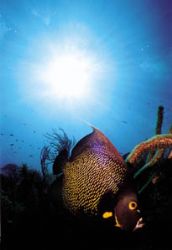 caribbean angelfish, the maze (utila, bay islands/hondura... by Michael Nehyba 